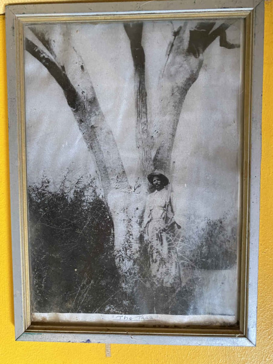 12. The famous tree on which the letters Dkar were carved. This big tree can still be found at the old D'Kar ward.