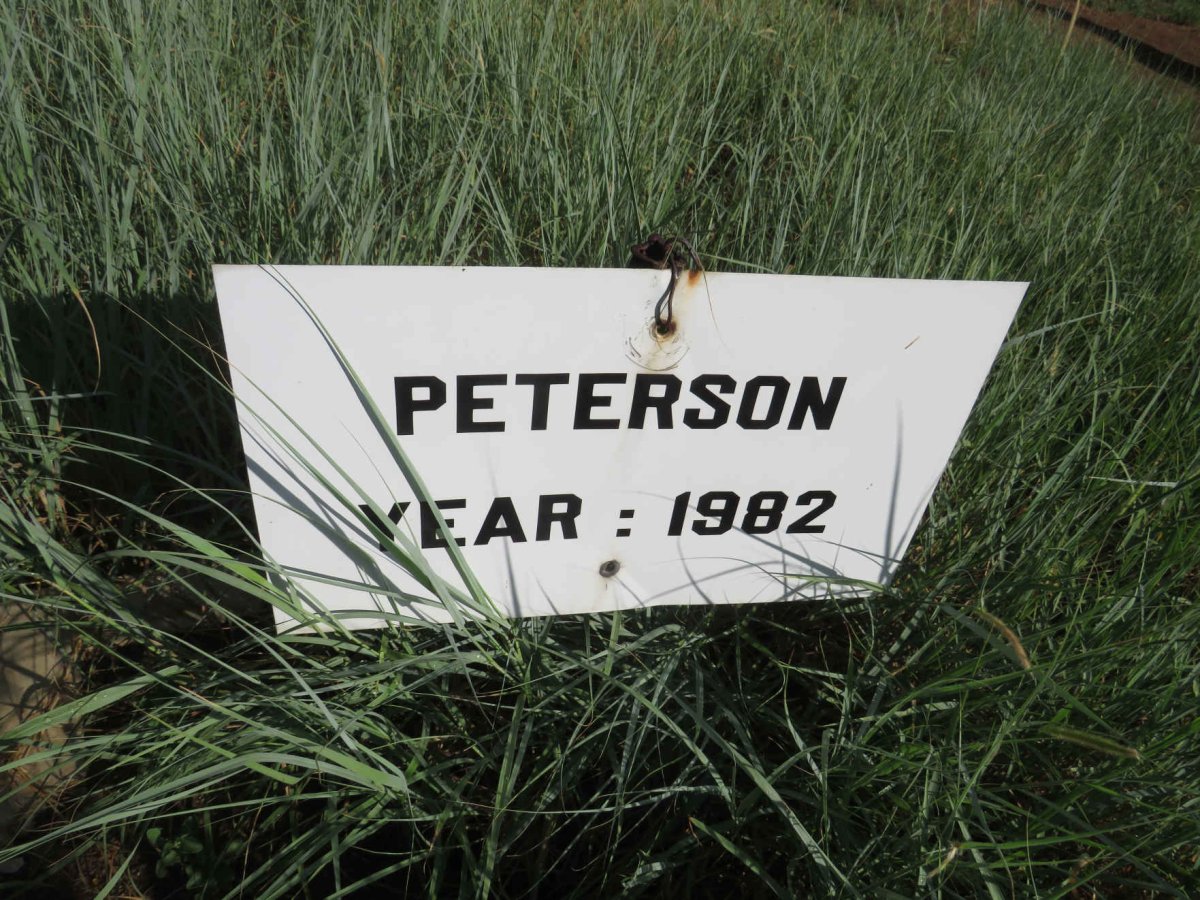 PETERSON -1982