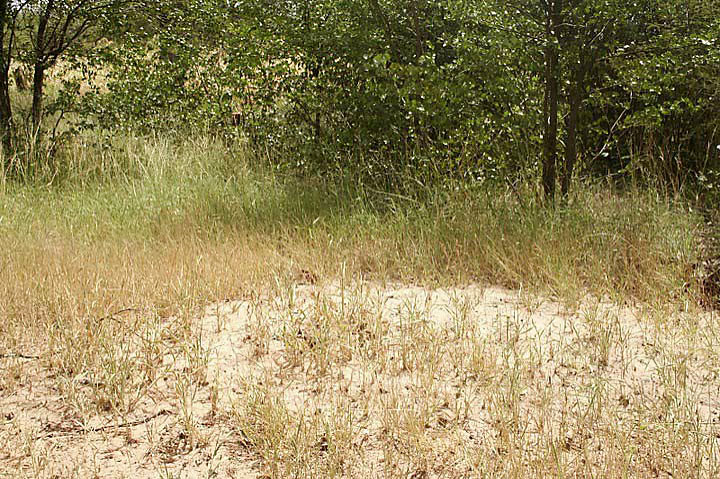 2. Unmarked graves