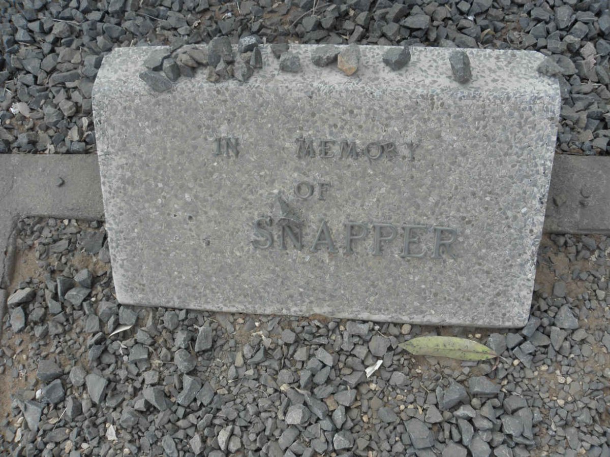 SNAPPER
