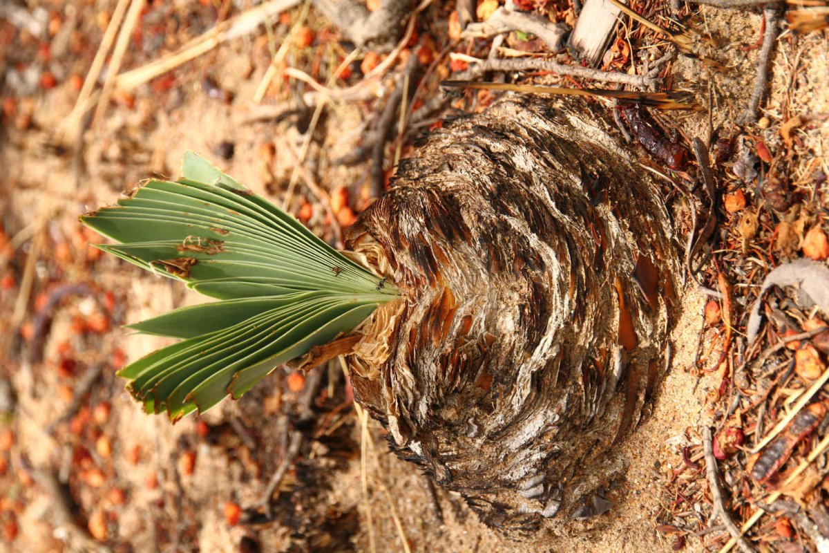 7. Interesting flora